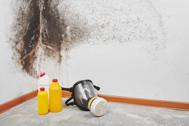 Best Professional Mold Removal  in Lambertville, NJ
