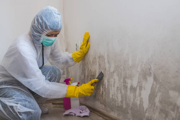 Best Mold Cleaning Services  in Lambertville, NJ