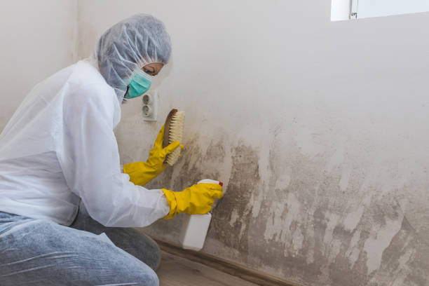 Best Mold Damage Repair  in Lambertville, NJ