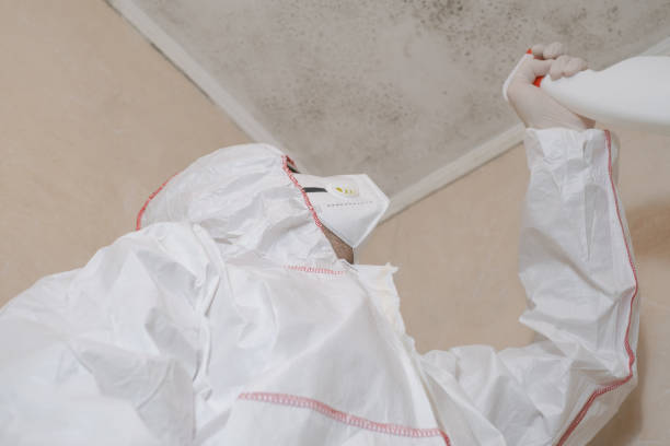 Best Local Mold Removal Service  in Lambertville, NJ