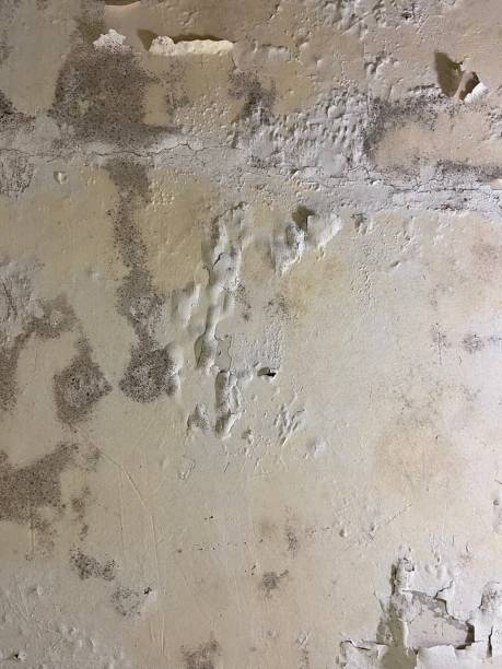 Best Emergency Mold Removal  in Lambertville, NJ