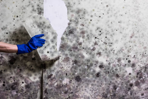 Best Mold Inspection  in Lambertville, NJ