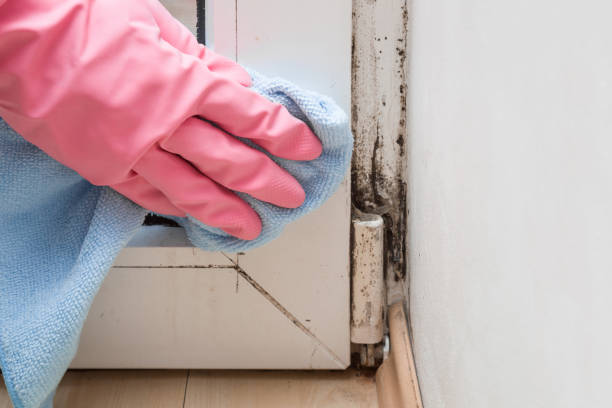 Best Mold Remediation Services  in Lambertville, NJ