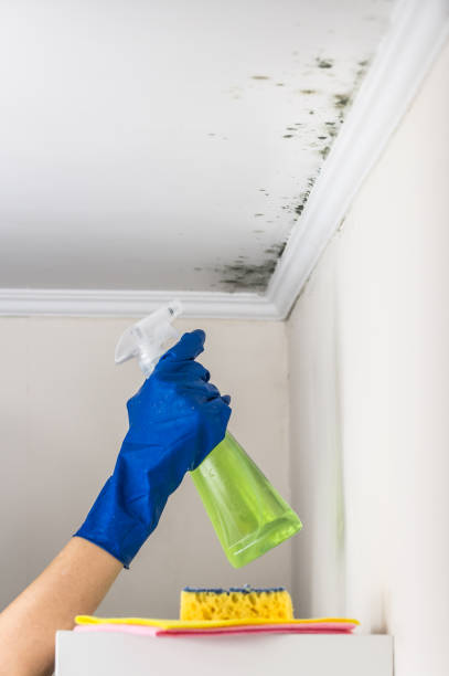 Best Office Mold Removal Services  in Lambertville, NJ